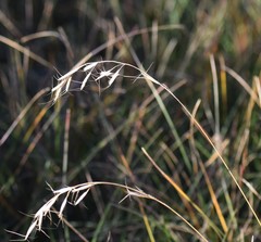 Helictochloa hookeri