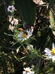 Sphaerophoria contigua