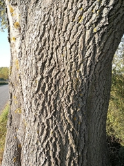 Fraxinus excelsior