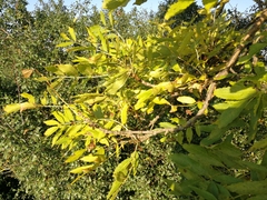 Fraxinus excelsior