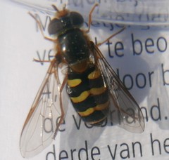 Eupeodes nitens