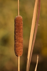Typha laxmannii