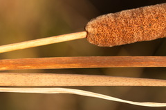 Typha laxmannii