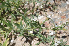 Heliotropium toratense
