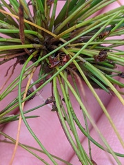 Eleocharis ovata
