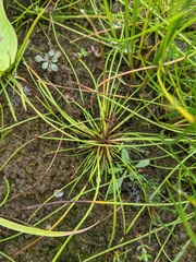 Eleocharis ovata