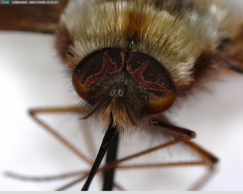 iNaturalist observation photo of Greater Bee Fly