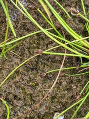 Eleocharis ovata