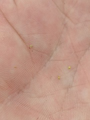 Eleocharis ovata