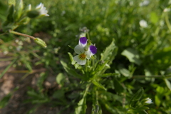 Viola arvensis megalantha
