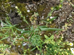 Symphyotrichum lanceolatum interior
