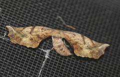 Parepisparis excusata