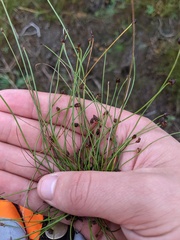 Eleocharis ovata