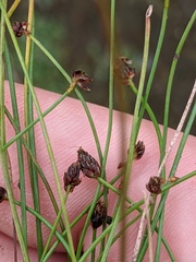 Eleocharis ovata