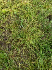 Eleocharis ovata