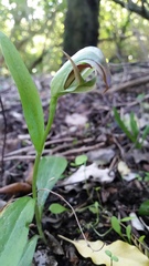 Pterostylis areolata