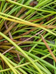 Eleocharis ovata