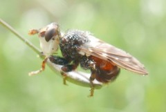 Myopa buccata