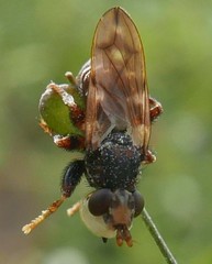 Myopa buccata