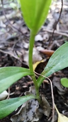 Pterostylis areolata
