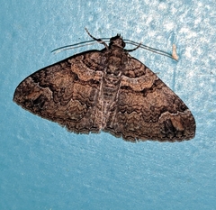 Catarhoe basochesiata