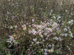 Symphyotrichum lanceolatum interior