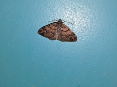 Catarhoe basochesiata