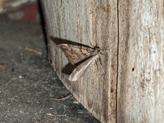 Catarhoe basochesiata