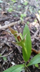 Pterostylis areolata