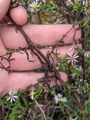 Symphyotrichum lanceolatum interior