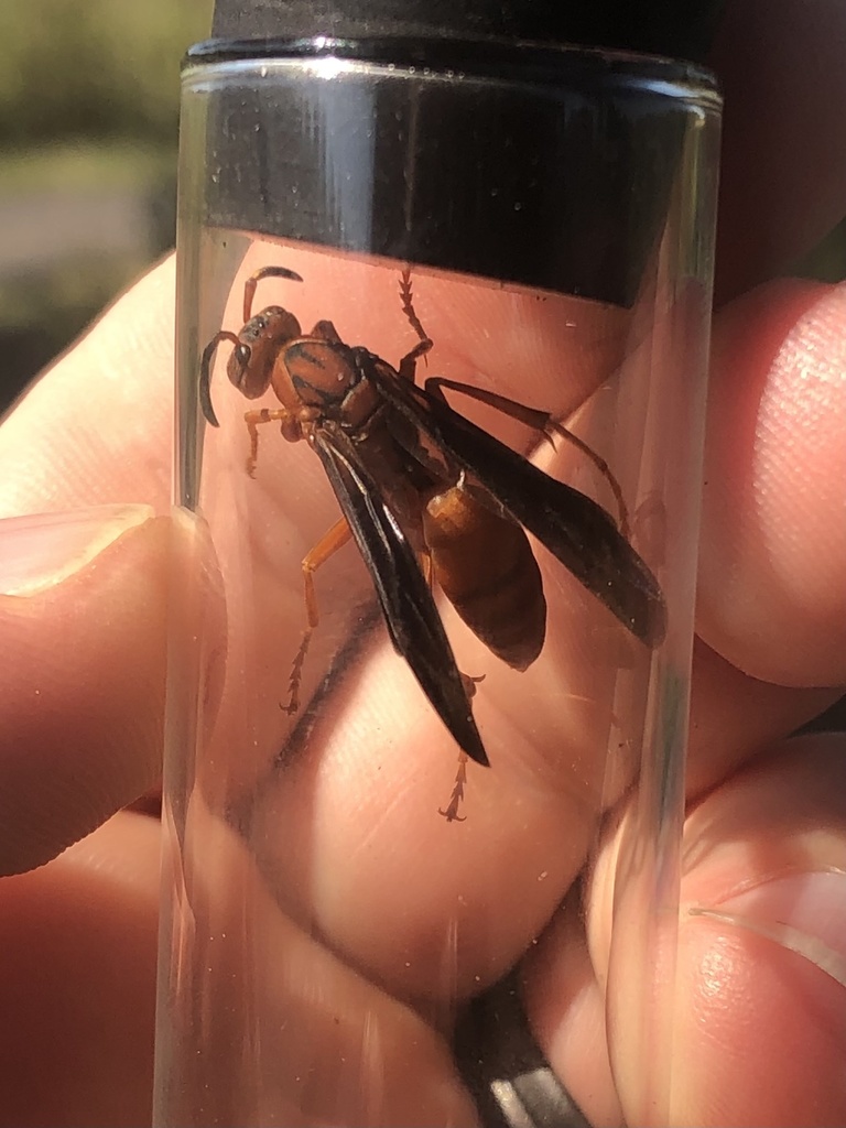 Coarse Backed Red Paper Wasp From Commerce Dr Jefferson City Mo Us On October At