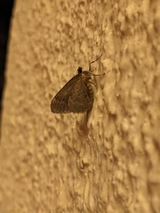 Catarhoe basochesiata