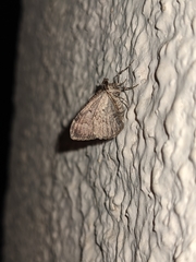 Catarhoe basochesiata