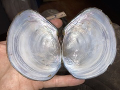 Utterbackiana suborbiculata