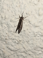 Catarhoe basochesiata