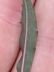 Symphyotrichum lanceolatum interior