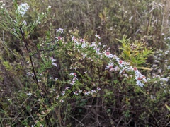 Symphyotrichum lanceolatum interior