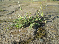 Erodium cicutarium