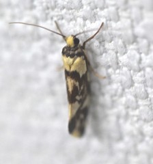 Lactura cristata