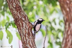 Parus minor commixtus