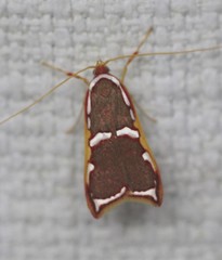 Barantola pulcherrima