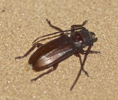 Cacodacnus planicollis