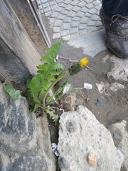 Taraxacum officinale