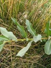 Salix