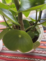 Peperomia