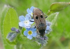 Graptopeltus lynceus