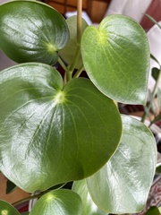 Peperomia
