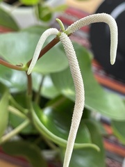 Peperomia