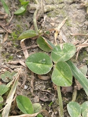 Trifolium repens