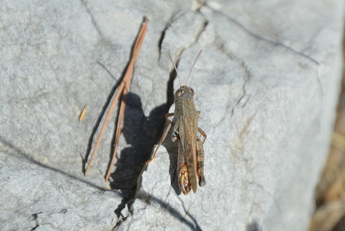 koník ružovokrídly (Calliptamus italicus)